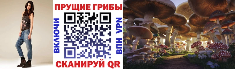 где можно купить наркотик  Заинск  Галлюциногенные грибы мицелий 